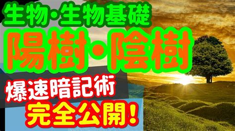 陽木|陰樹と陽樹の違いと代表的な樹木 